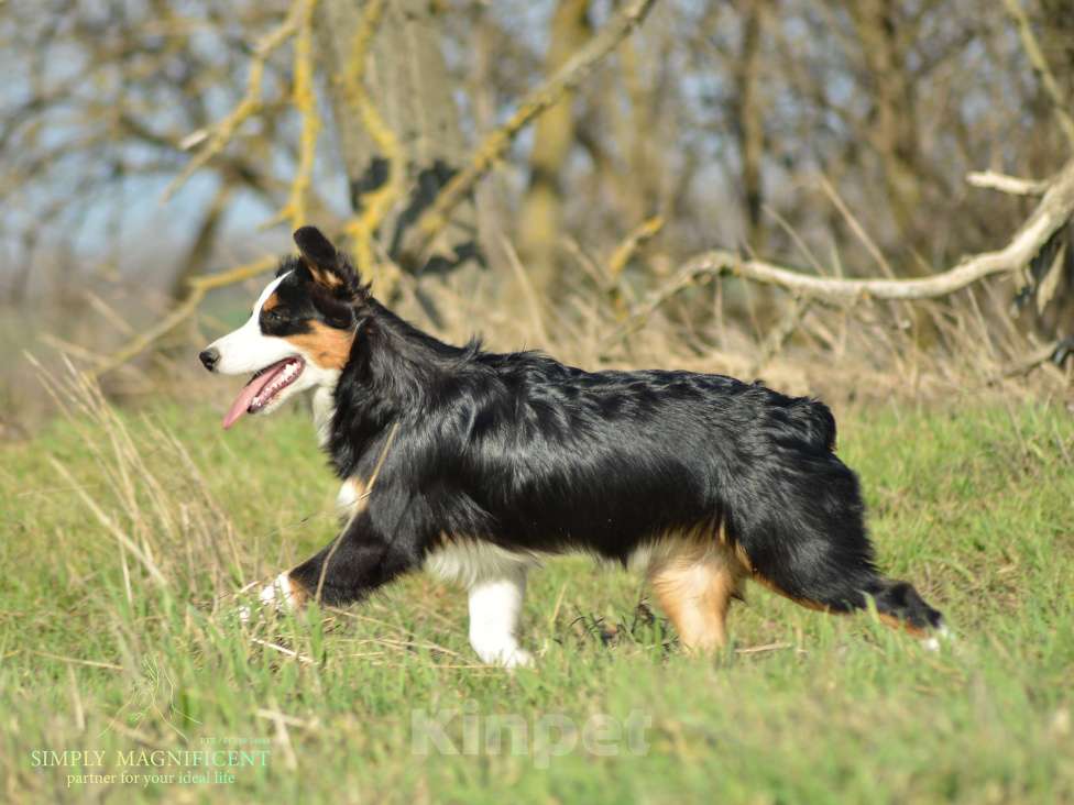 Собаки в других городах Московской области: Щенок австралийской овчарки Девочка, Бесплатно - фото 1