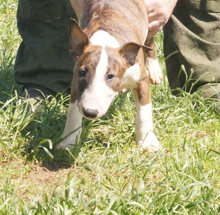 Собаки в Пушкино: крупная девочка стандартного бультерьера (Кися) Девочка, 70 000 руб. - фото 7