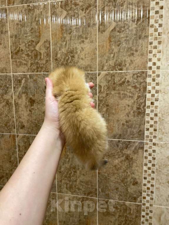 Кошки в Москве: 3 Девочка, 30 000 руб. - фото 3