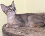 Кошки в Верее: Абиссинские котята  Девочка, 15 000 руб. - фото 6