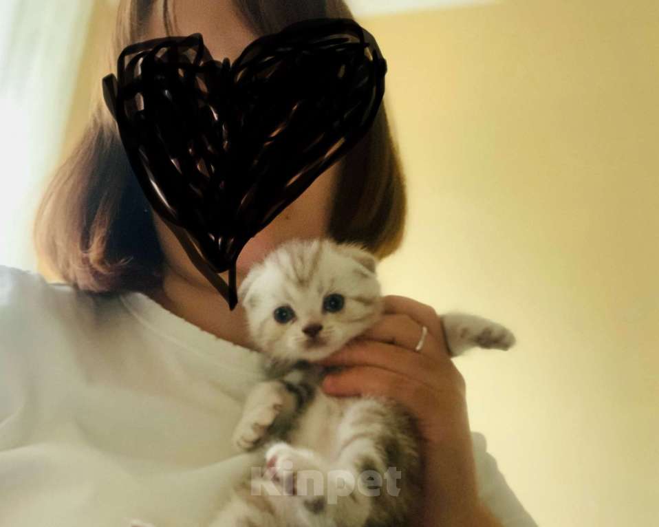 Кошки в Москве: Шотландский мальчик Scottish fold Мальчик, 14 000 руб. - фото 1