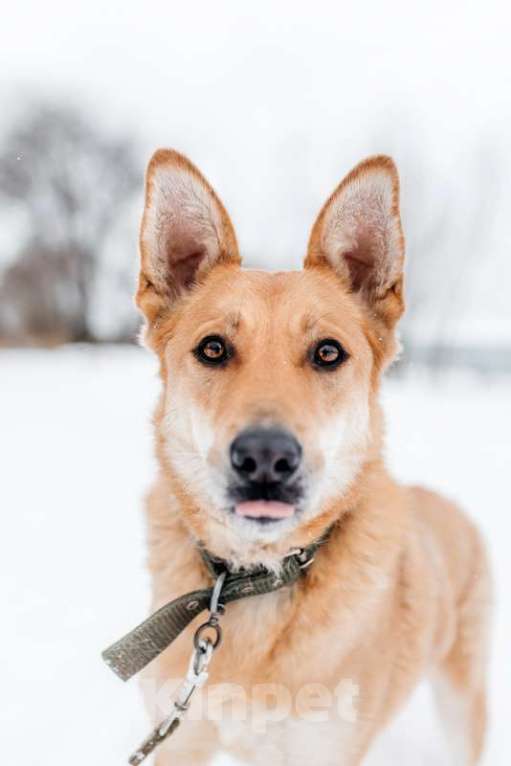 Собаки в Москве: Рыжая красавица собачка Белла в добрые руки Девочка, 1 руб. - фото 3
