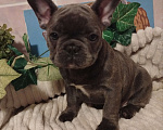 Собаки в Москве: Милый щенок французского бульдога. Мальчик, 65 000 руб. - фото 2