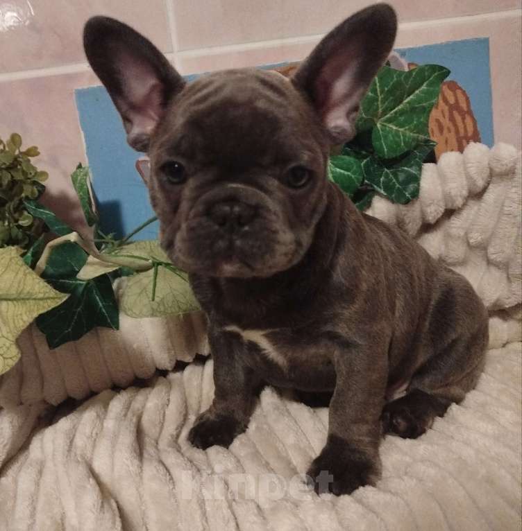 Собаки в Москве: Милый щенок французского бульдога. Мальчик, 65 000 руб. - фото 2