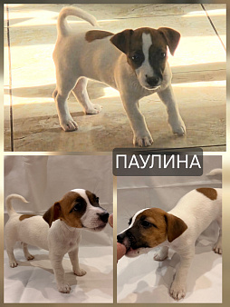 Продам Джек Рассел Терьер