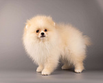 Собаки в Москве: Померанский той шпиц Мальчик, 30 000 руб. - фото 1