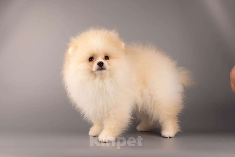 Собаки в Москве: Померанский той шпиц Мальчик, 30 000 руб. - фото 1