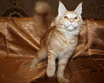Кошки в Лянторе: Кошечка мейн-кун, MCO ds 22, 25 000 руб. - фото 2