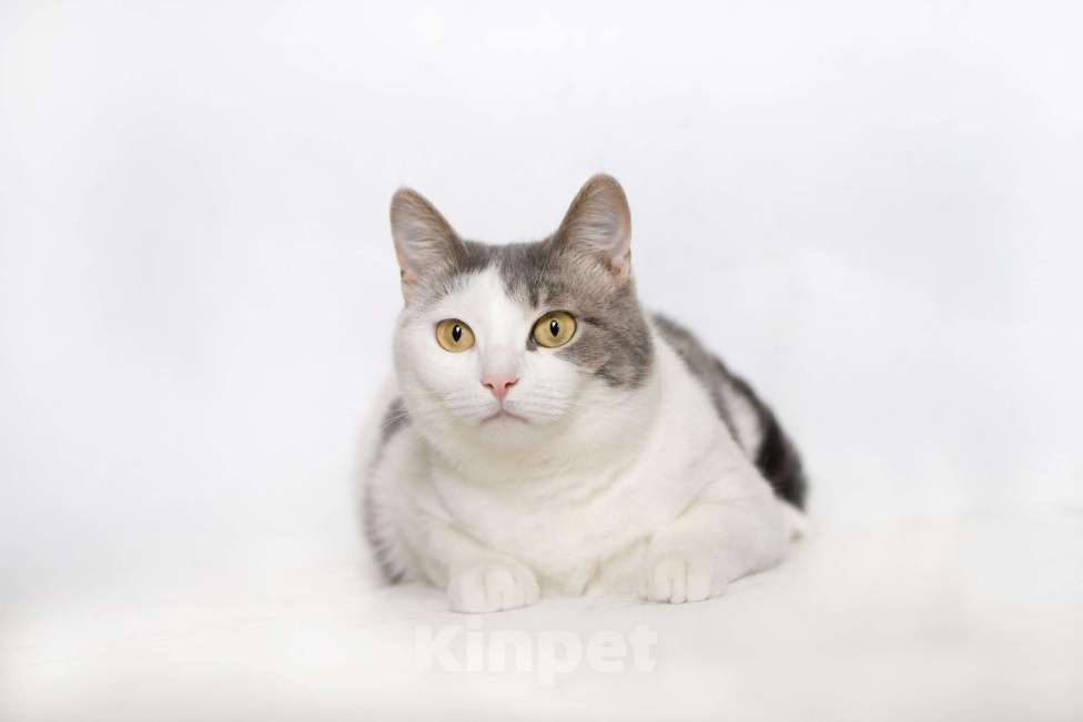 Кошки в Москве: Молодая шотландская кошечка Лиза ищет дом Девочка, Бесплатно - фото 4