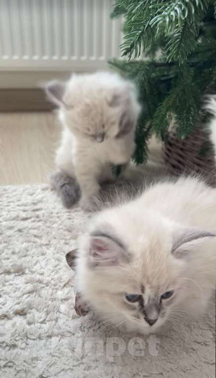 Кошки в Нижнем Новгороде: Рэгдолл котики очень нежные  Мальчик, 27 000 руб. - фото 3