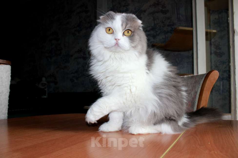 Кошки в Санкт-Петербурге: Шотландская кошечка Девочка, Бесплатно - фото 7