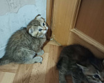 Кошки в Москве: Шотландские котята Мальчик, 15 000 руб. - фото 6
