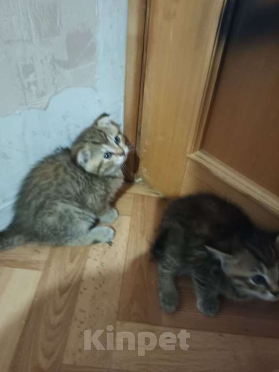 Кошки в Москве: Шотландские котята Мальчик, 15 000 руб. - фото 6