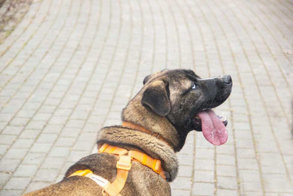 Собаки в Москве: Тина Девочка, Бесплатно - фото 5