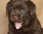 Собаки в Москве: Шоколадные щенки лабрадора. Мальчик, 80 000 руб. - фото 3
