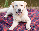 Собаки в Солнечногорске: Лабрадор в добрые руки Мальчик, Бесплатно - фото 2