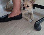 Собаки в Москве: Найдена собака Девочка, Бесплатно - фото 4