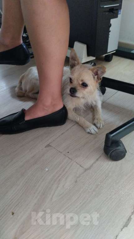 Собаки в Москве: Найдена собака Девочка, Бесплатно - фото 4