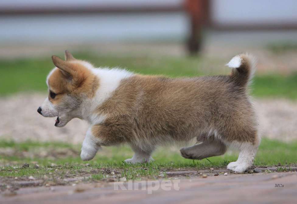 Собаки в Раменском: Мальчик Вельш корги пемброк  Мальчик, 70 000 руб. - фото 4
