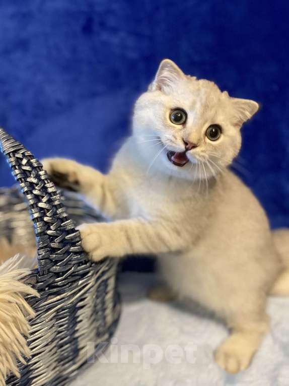 Кошки в Москве: Верошка Мальчик, 30 000 руб. - фото 2