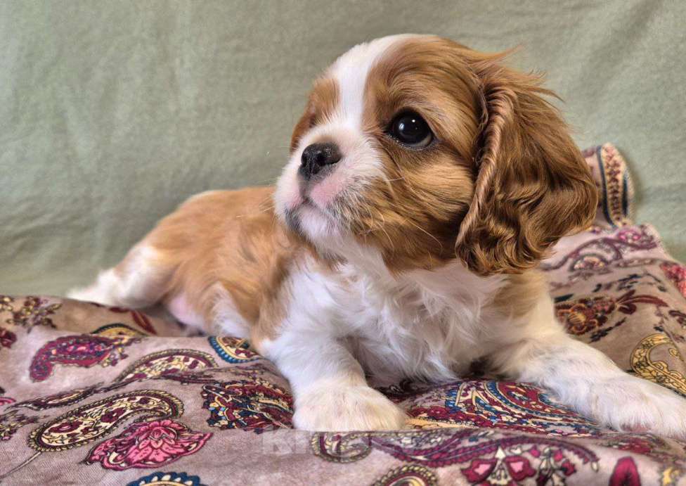 Собаки в Новосибирске: Ищем любящие семьи для щенят Мальчик, 50 000 руб. - фото 2