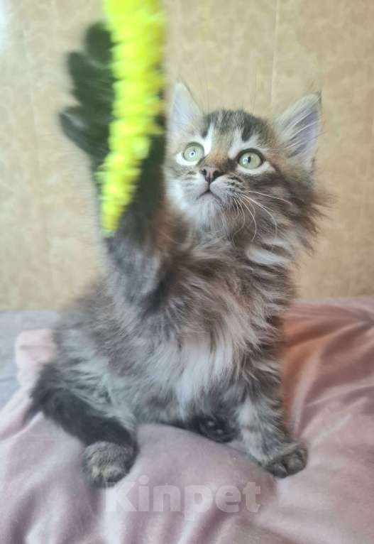 Кошки в Москве: Пушистый котенок в добрые руки  Мальчик, Бесплатно - фото 9