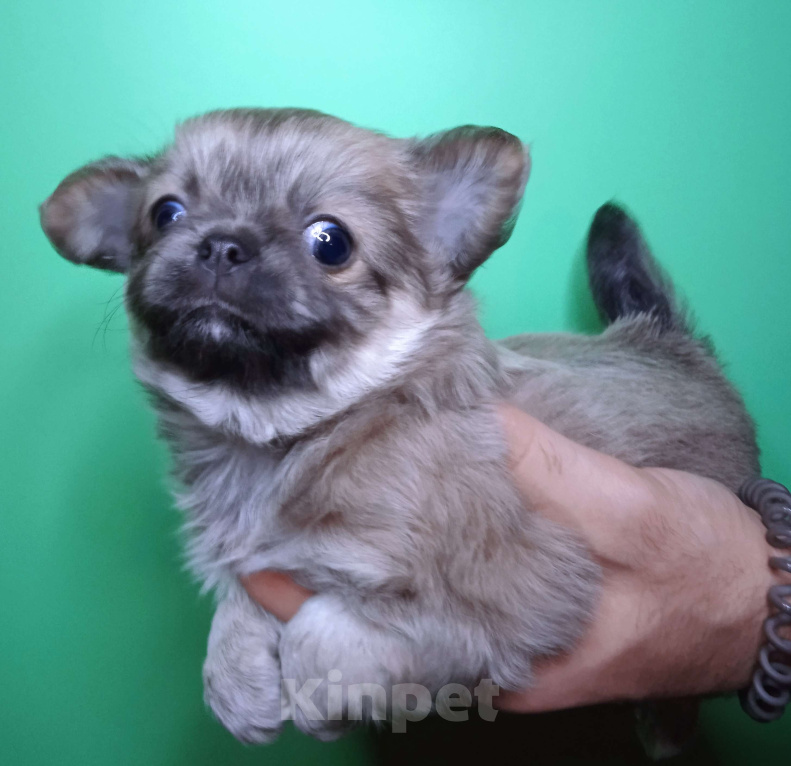 Собаки в Санкт-Петербурге: Щенок чихуахуа, длинношерстная красавица редкого окраса.  Девочка, 60 000 руб. - фото 3