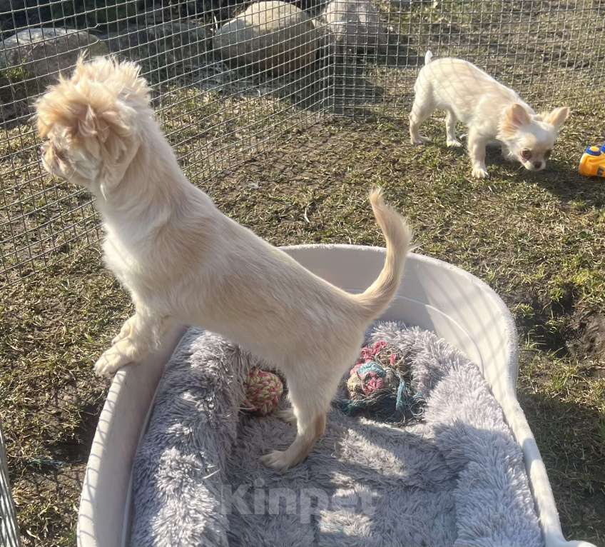 Собаки в Санкт-Петербурге: Щенки чихуахуа Девочка, 40 000 руб. - фото 6