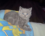 Кошки в Казани: Шотландский котенок (скоттиш-страйт) мальчик, окрас дымчатый мрамор. Мальчик, 10 000 руб. - фото 4