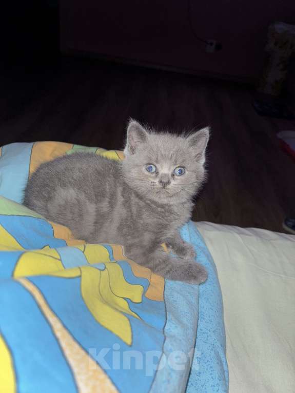 Кошки в Казани: Шотландский котенок (скоттиш-страйт) мальчик, окрас дымчатый мрамор. Мальчик, 10 000 руб. - фото 4