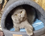 Кошки в Санкт-Петербурге: котик из питомника по цене кастрации Мальчик, 7 000 руб. - фото 3