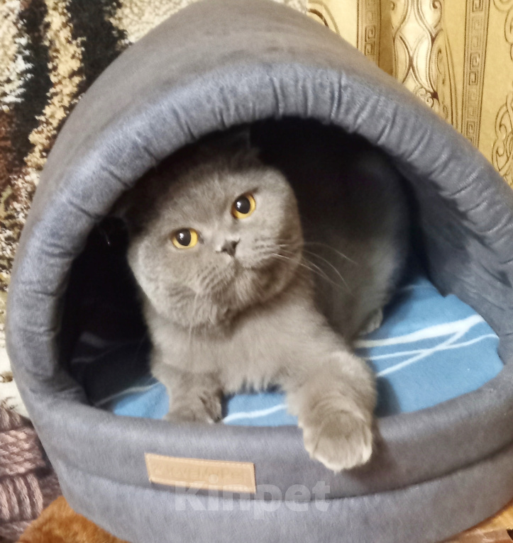 Кошки в Санкт-Петербурге: котик из питомника по цене кастрации Мальчик, 7 000 руб. - фото 3