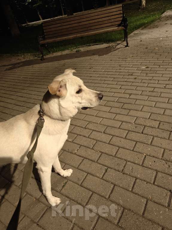 Собаки в Москве: Отдам в добрые руки девочку Майю🥹 Девочка, Бесплатно - фото 4