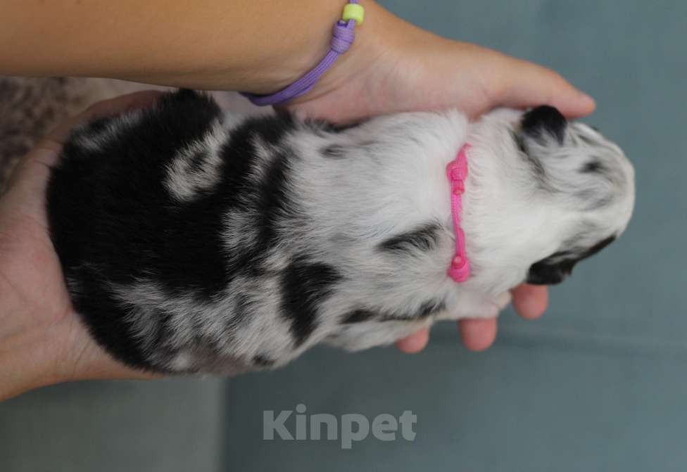 Собаки в других городах Самарской области: Щенок австралийской овчарки, девочка голубой мрамор Девочка, 120 000 руб. - фото 9