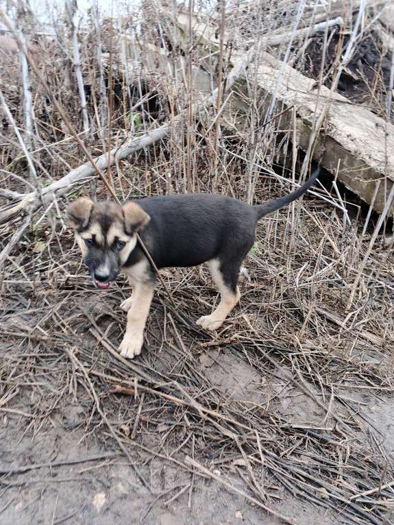 Собаки в Самаре: Отдам бесплатно  Девочка, Бесплатно - фото 5