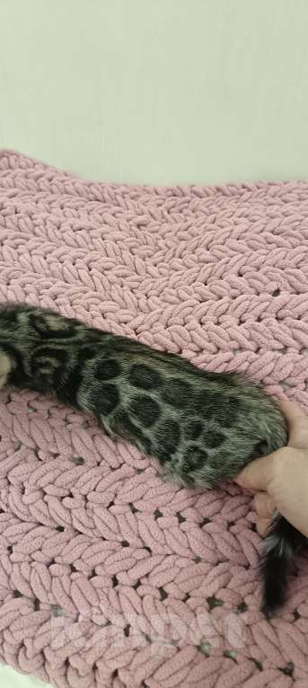 Кошки в других городах Свердловской области: Бенгальский котёнок Девочка, Бесплатно - фото 2