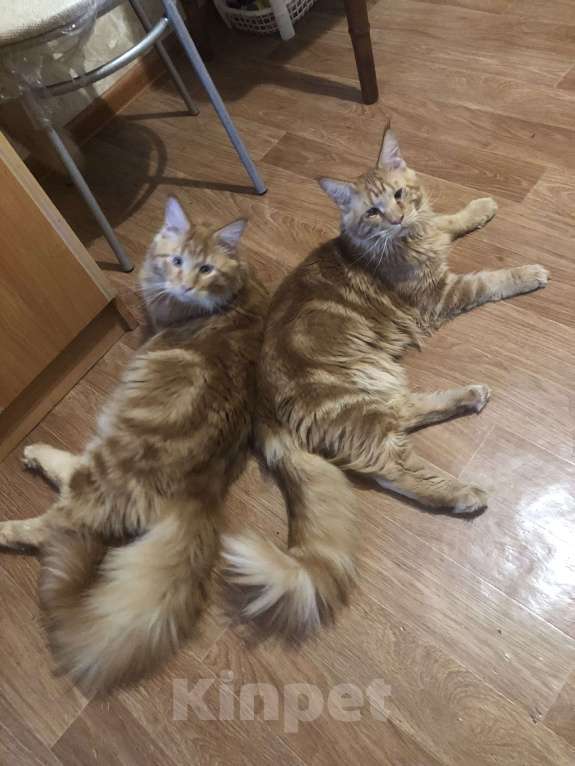 Кошки в Москве: В продаже мальчики породы Мейн кун Мальчик, 30 руб. - фото 3