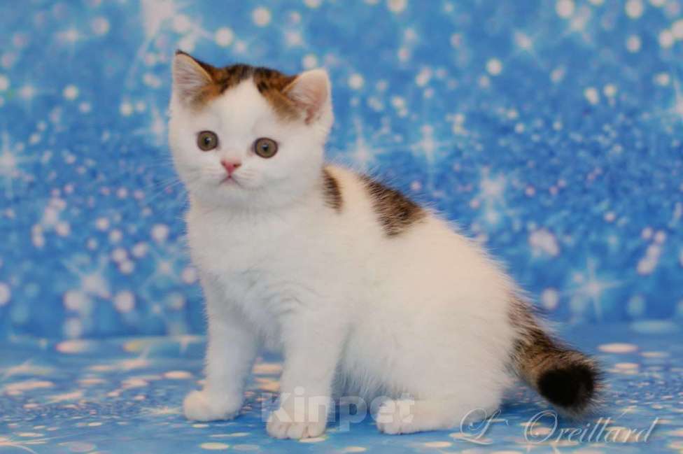 Кошки в Ярославле: Шотландский короткошерстный котенок Мальчик, 30 000 руб. - фото 6