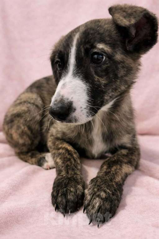 Собаки в Химках: Девочка Терри Девочка, Бесплатно - фото 7