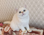 Кошки в Санкт-Петербурге: Золотые британские котята Девочка, 18 000 руб. - фото 1