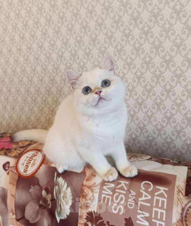 Кошки в Санкт-Петербурге: Золотые британские котята Девочка, 18 000 руб. - фото 1