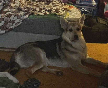 Объявление: Джокер в добрые руки, Бесплатно, Москва