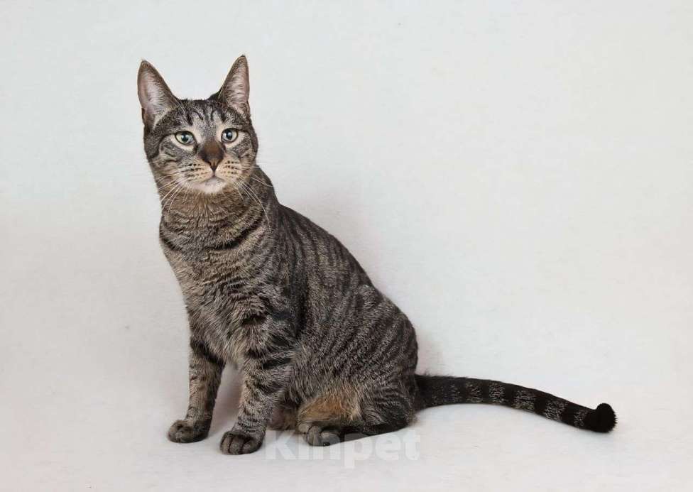 Кошки в Москве: Алиса ищет семью  Девочка, Бесплатно - фото 2