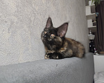 Кошки в Москве: Котёнок, Мейн кун Гера Девочка, Бесплатно - фото 1
