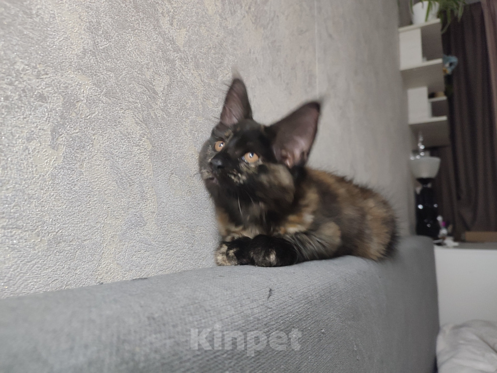 Кошки в Москве: Котёнок, Мейн кун Гера Девочка, Бесплатно - фото 1