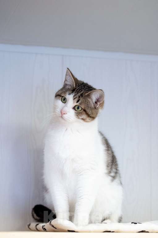 Кошки в Москве: Два сердца, которые очень ждут своего человека Разнополые, Бесплатно - фото 1