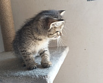 Кошки в Краснодаре: Котята Девочка, Бесплатно - фото 4