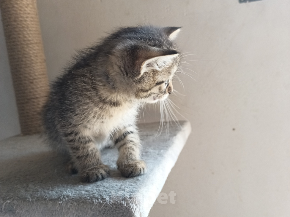 Кошки в Краснодаре: Котята Девочка, Бесплатно - фото 4