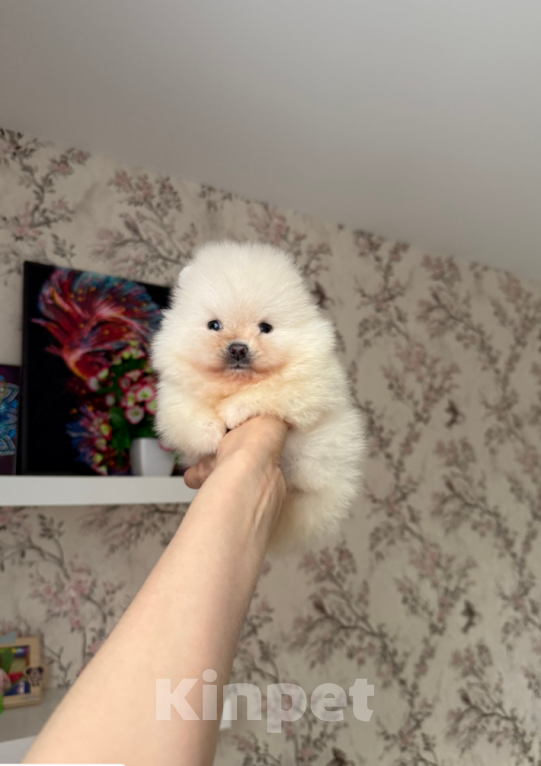 Собаки в Москве: Мальчик мини Мальчик, 30 000 руб. - фото 1