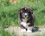 Собаки в Одинцово: Вельш Корги Кардиган Мальчик, 50 000 руб. - фото 5